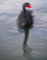 Swanee River