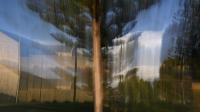 Trees. (Click outside the image to close it).