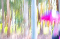 forest. (Click outside the image to close it).